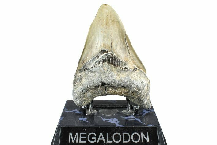 Serrated, Fossil Megalodon Tooth - North Carolina #368427